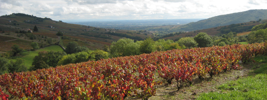 Le Beaujolais