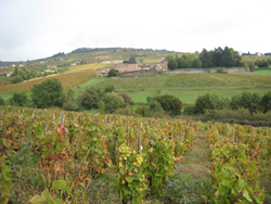 Beaujolais