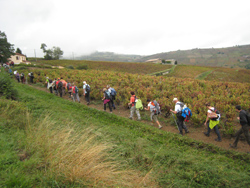 Beaujolais