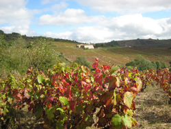 Beaujolais