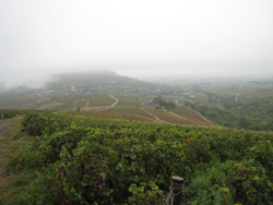 Beaujolais